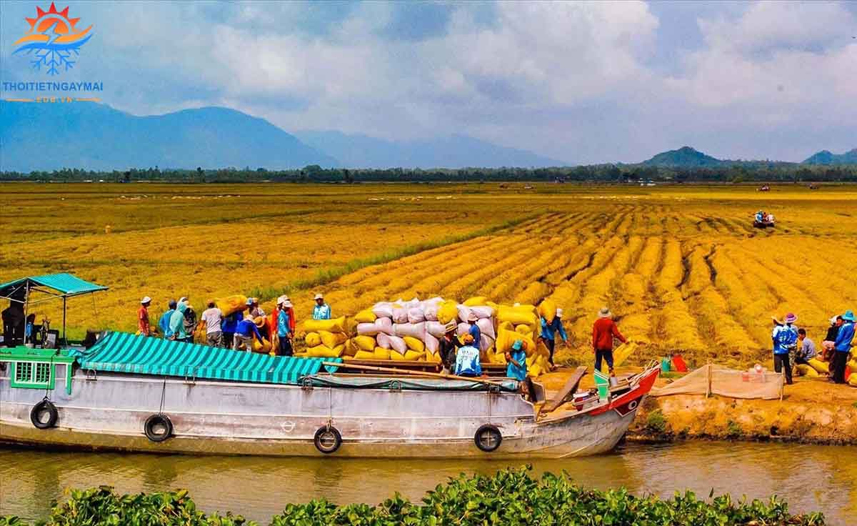 Vùng sản xuất lương thực lớn nhất nước ta